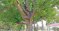 عجیب‌ترین درخت دنیا که یک درخت دیگر در دست خود گرفته است! + عکس