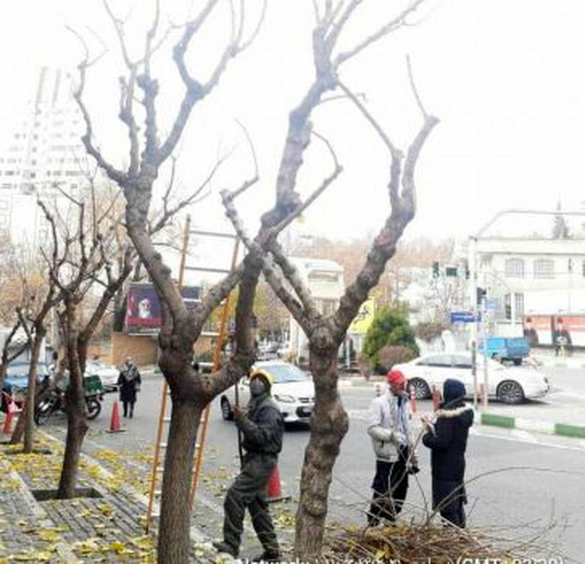 درختان شمال تهران آماده فصل زمستان شدند