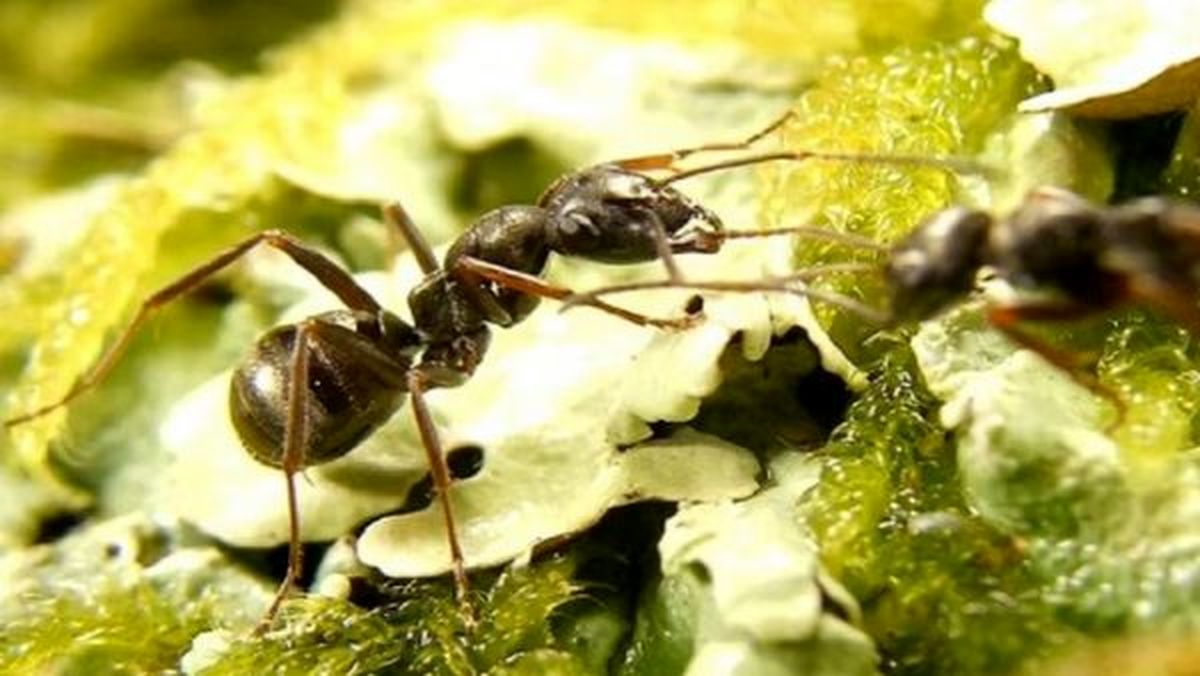 قدیمی‌ترین فسیل مورچه که از نسل فعلی بشر هم پیرتر است! + عکس