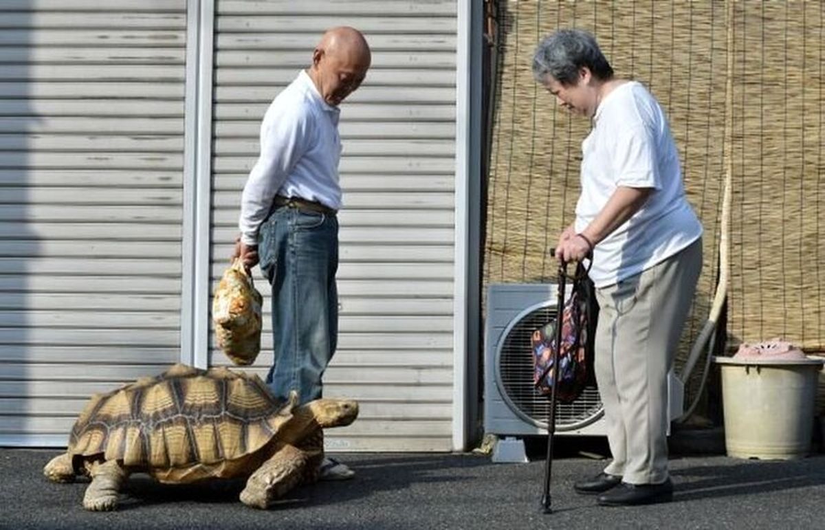 این مرد ژاپنی صاحب عجیب ترین حیوان خانگی دنیا است! + عکس