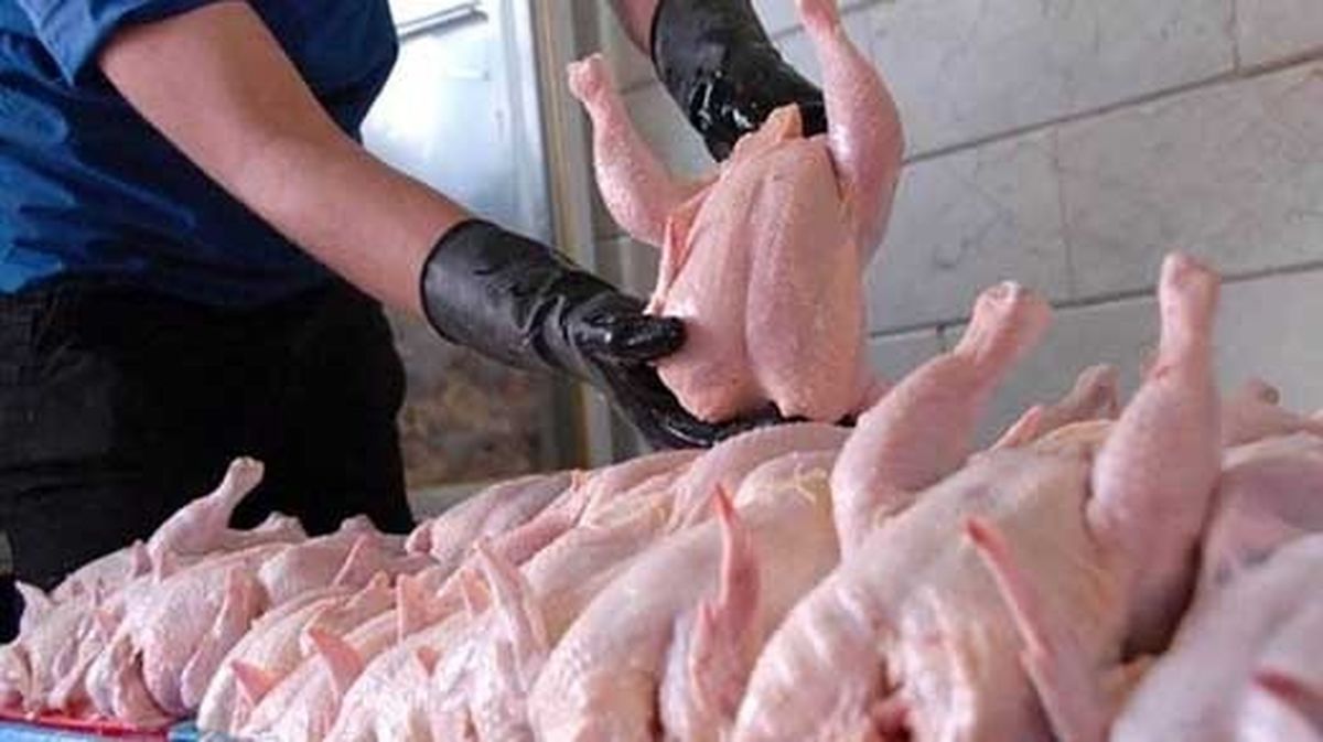 کاهش قیمت گوشت مرغ در روزهای آینده