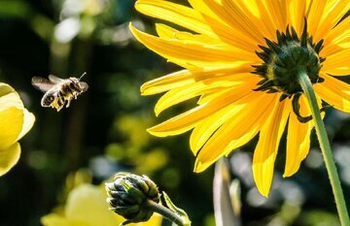 آیا زنبورها جهان را رنگ‌آمیزی کرده‌اند؟