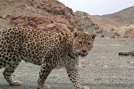 مشاهده یک قلاده پلنگ در گیلان