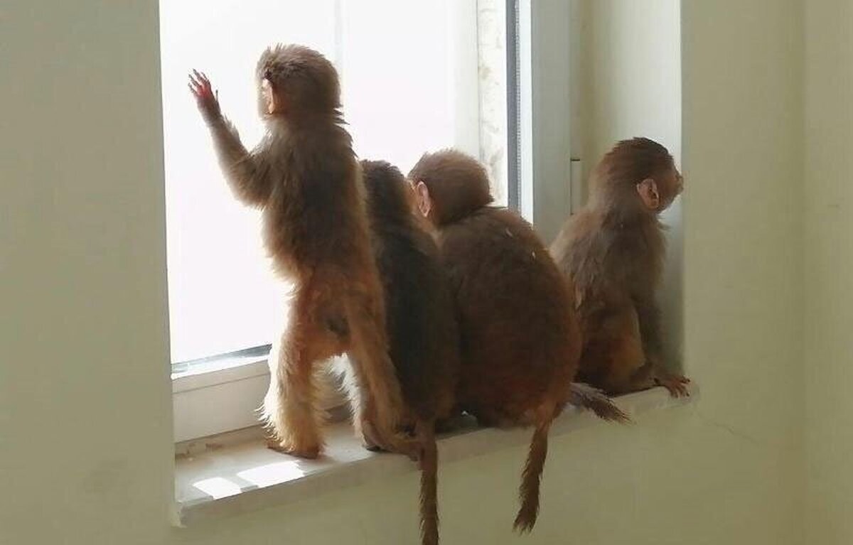 پشت‌پرده میل عجیب ایرانی‌ها به خرید بچه میمون چیست؟!