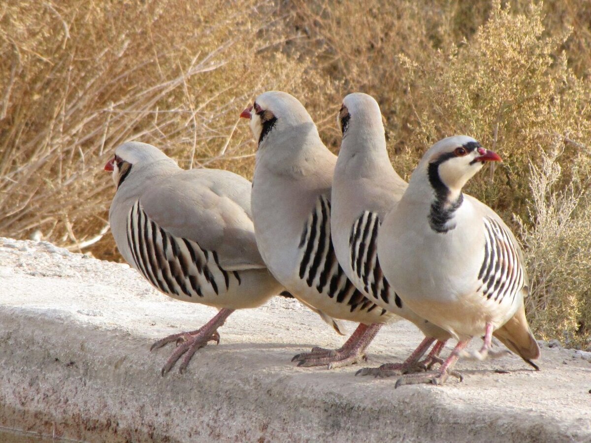 این پرنده‌ دویدن را به پرواز ترجیح می‌دهد