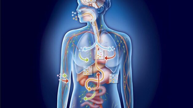مکانیسم جدیدی برای تسریع سوزاندن انرژی در بدن