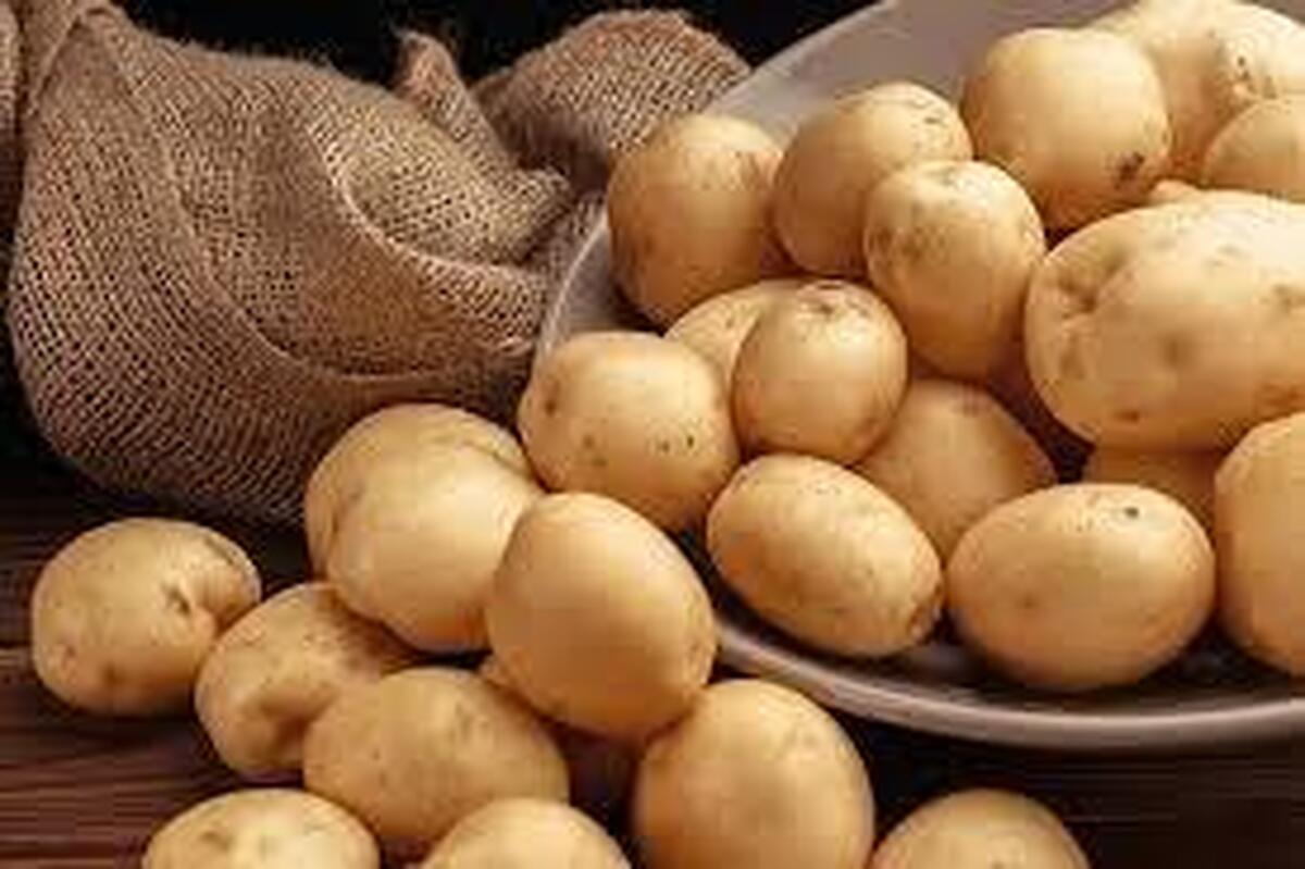 قیمت سیب زمینی به یکسال قبل برنمیگردد