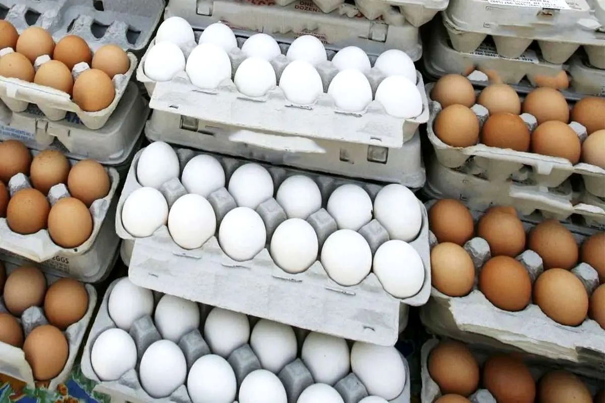 قیمت هر شانه تخم مرغ کمتر از ۱۵۰هزارتومان است