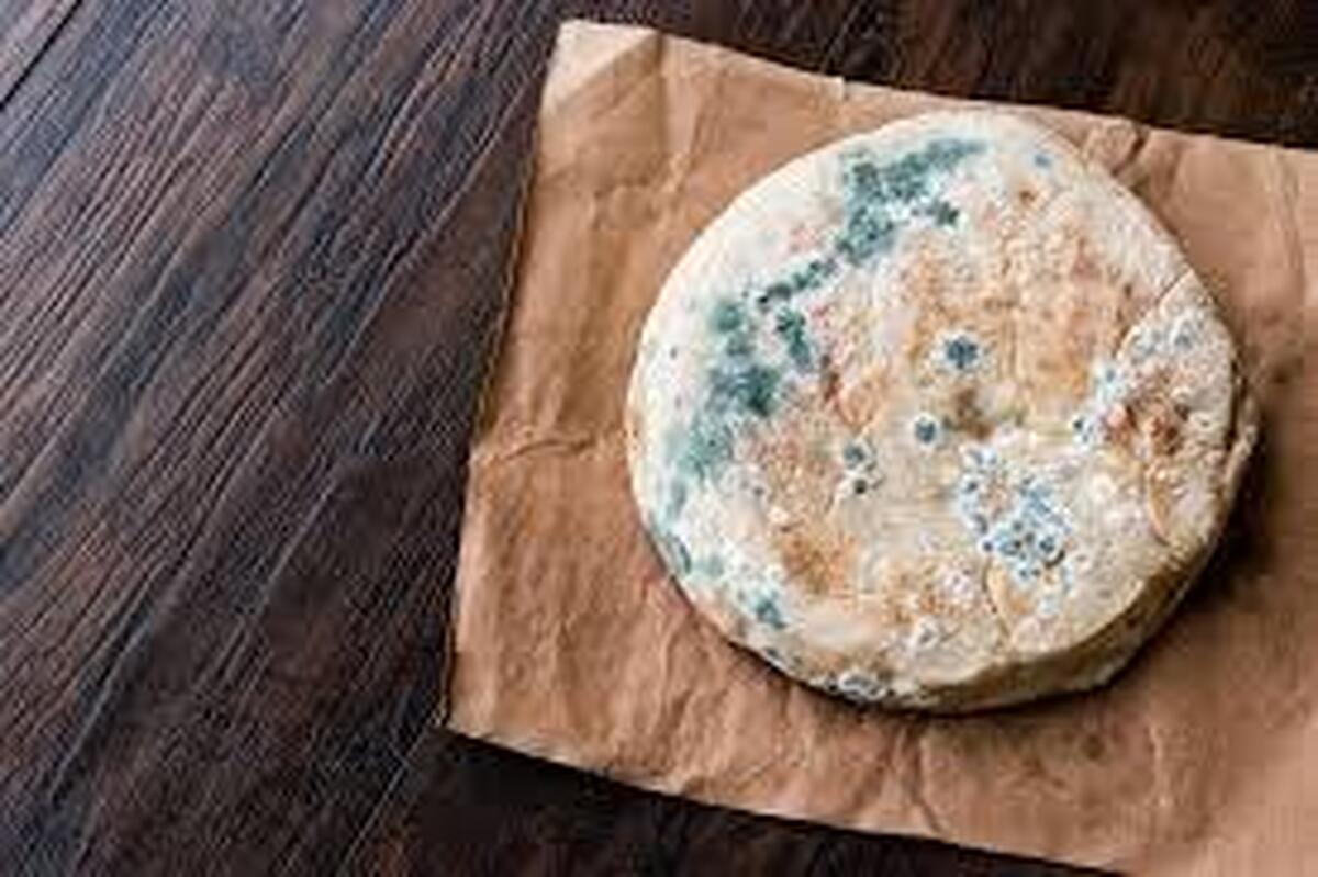 کدام کپک ها در غذا خطرناک است؟ ؛ چطور از کپک غذا پیشگیری کنیم؟