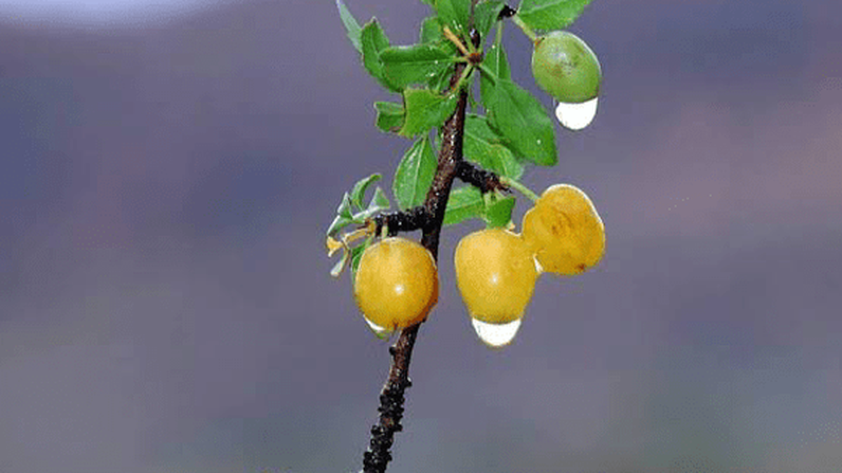 با خوردن این میوه جنگلی کمتر قولنج می‌کنید